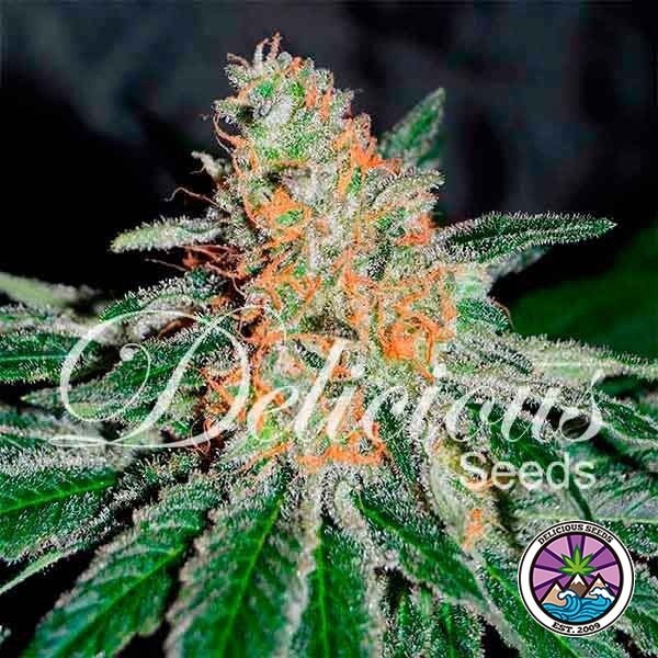 View CBD Planta de maconha Jam