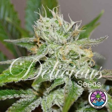Original Juan Planta de maconha Herer
