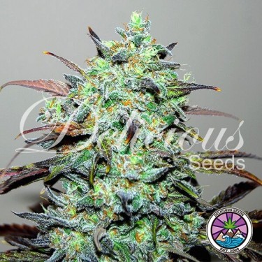 Eleven Roses planta de maconha