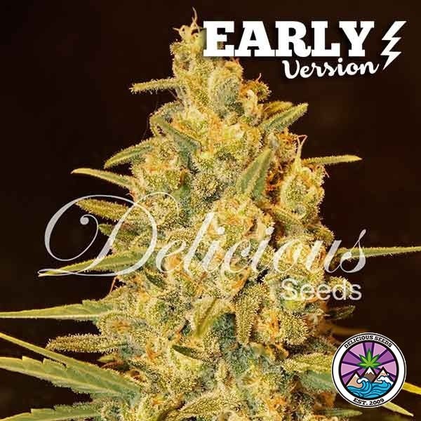 View Planta de maconha Critical Sensi Star Early Version