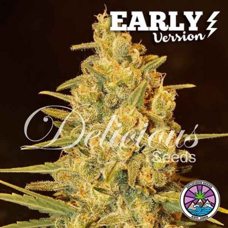 Planta de maconha Critical Sensi Star Early Version