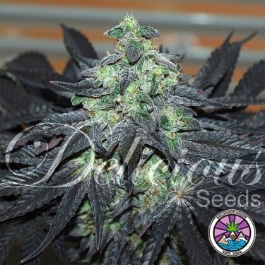 Planta de maconha Golosa
