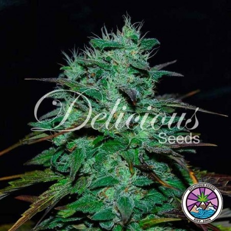 Planta de maconha Chocobang