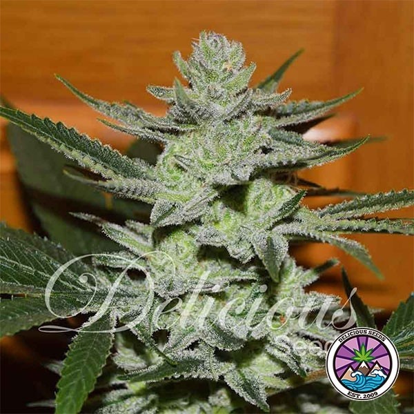View Desconhecido planta de maconha Kush