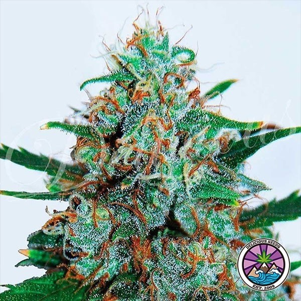 View Planta de maconha crítica Neville Haze Auto