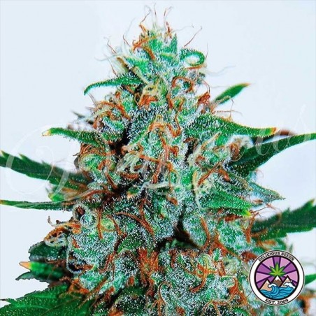 Planta de maconha crítica Neville Haze Auto
