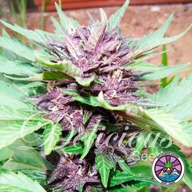 Auto Dark Purple planta de maconha
