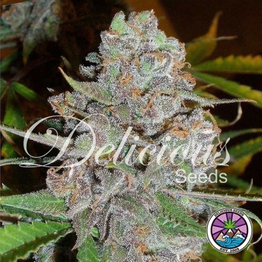 A planta de maconha Diva Auto