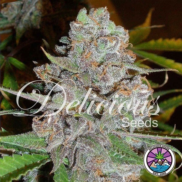 View A planta de maconha Diva Auto