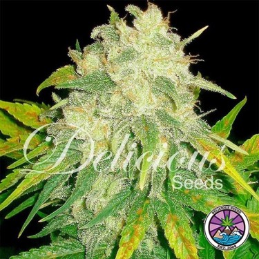 Il Diavolo Auto planta de maconha