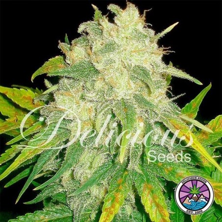 Il Diavolo Auto planta de maconha