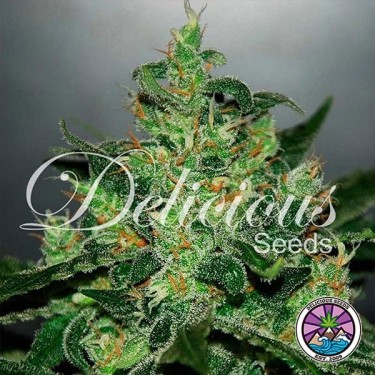 Planta de maconha crítica Jack Herer Auto