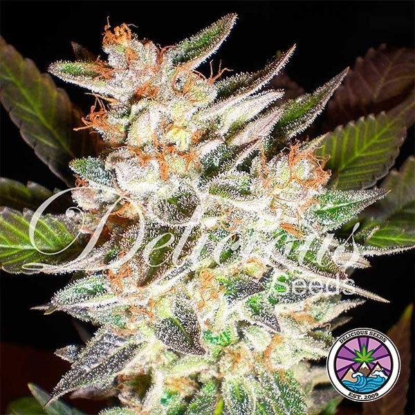 View Delicious Candy Auto Marijuana Plant