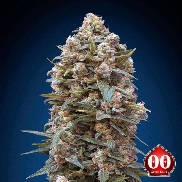 View 00 Planta de maconha Kush