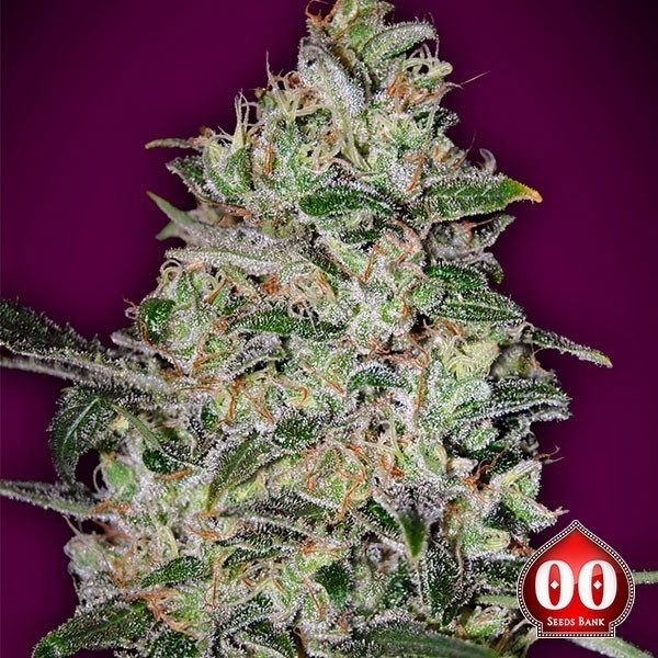 View Bubble Gum Rápido - Marijuana planta