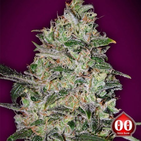 Bubble Gum Rápido - Marijuana planta