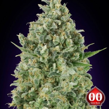Planta de maconha de veneno crítico