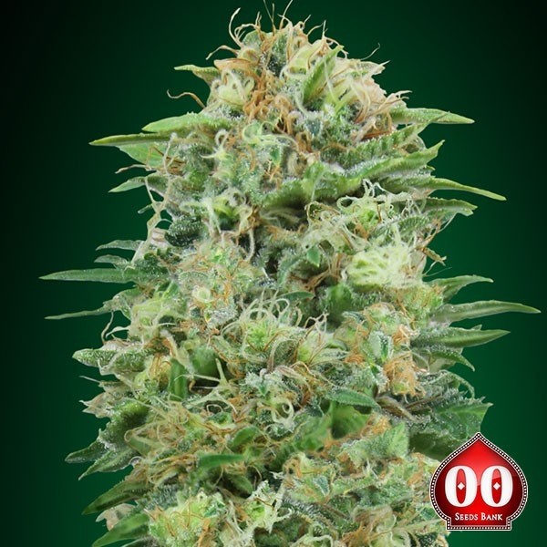 View Planta de maconha CBD Widow branco