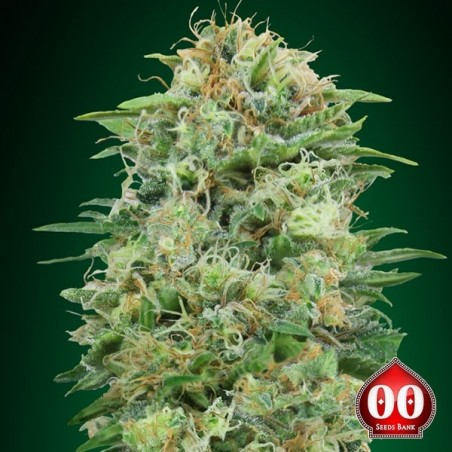 Planta de maconha CBD Widow branco