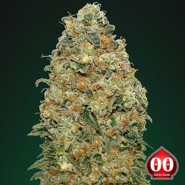 View Planta de maconha de Widow branco