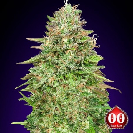 Veneno crítico Planta de maconha rápida