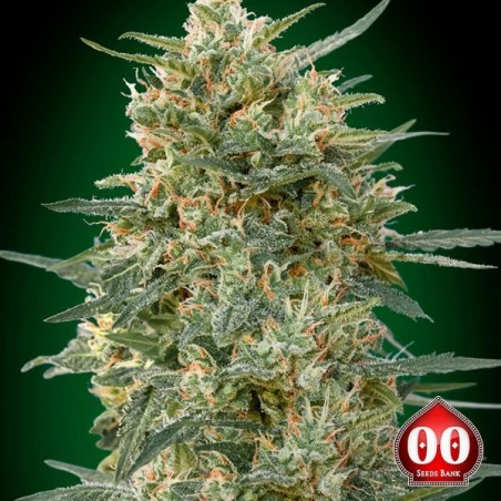 Gorila Planta de maconha rápida