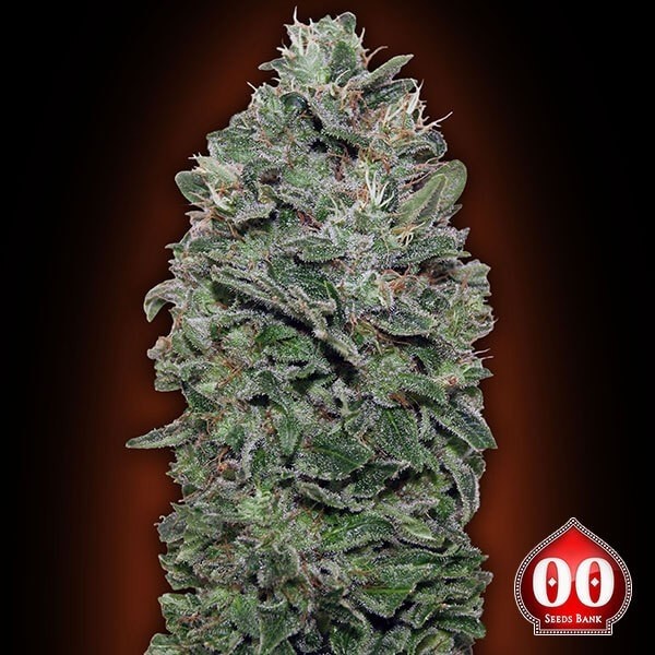 Planta de maconha de Soma doce