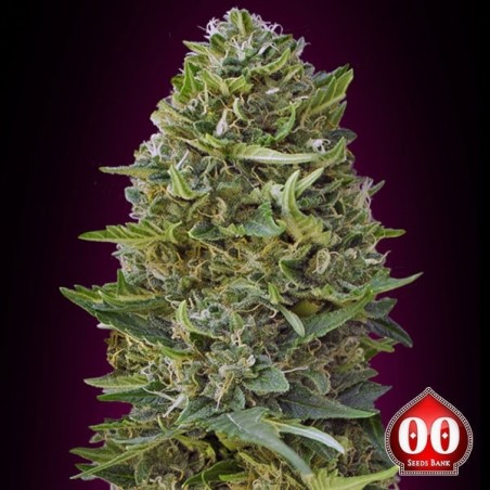 Planta de maconha Caramel Kush
