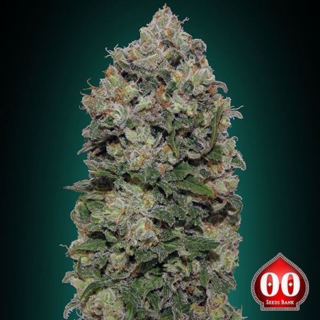 Planta de maconha Northern Lights