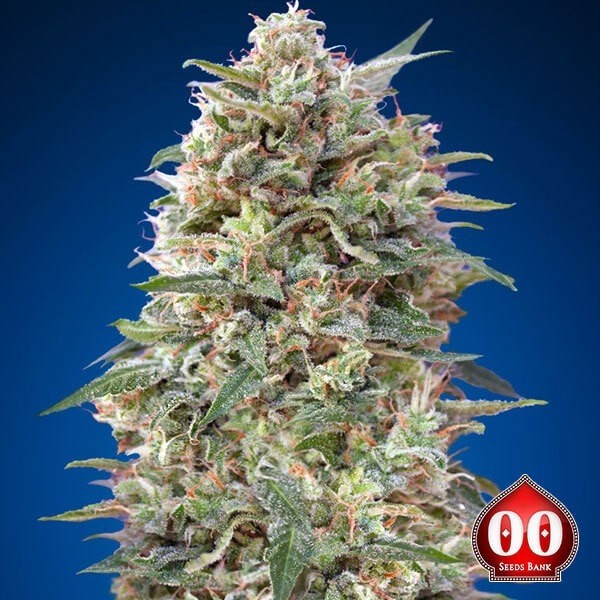 Planta de maconha Califórnia Kush