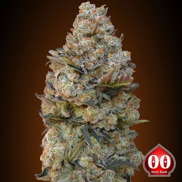 View Chocolate Skunk plantas de maconha