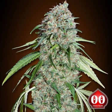 Chocolate Skunk CBD planta de maconha