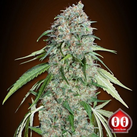 Chocolate Skunk CBD planta de maconha