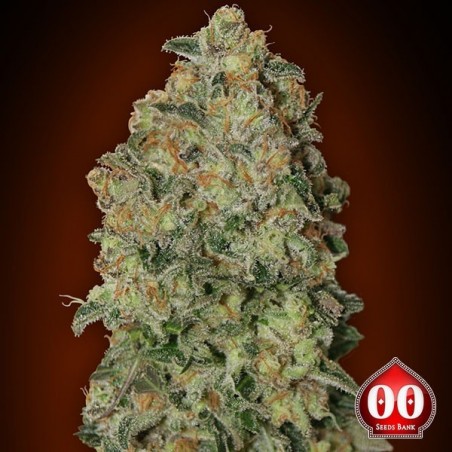 Auto Chocolate Skunk planta de maconha