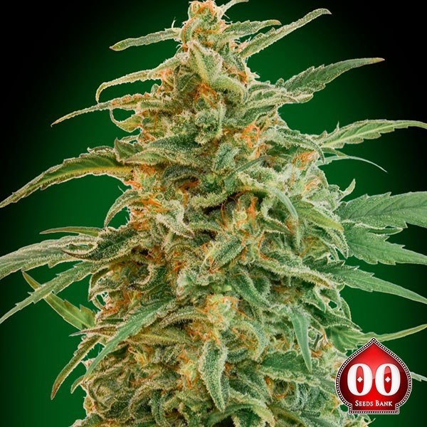 View Auto Gorilla planta de maconha