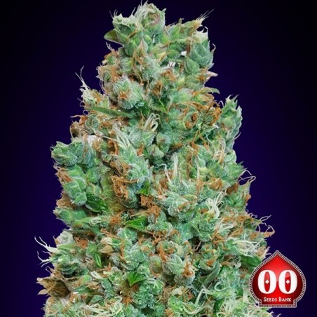 Auto planta de maconha Blueberry