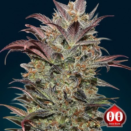 Creme de Chocolate Auto - Planta Marijuana