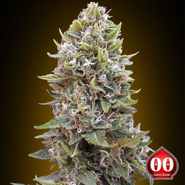 View Auto Cheese Berry planta de maconha
