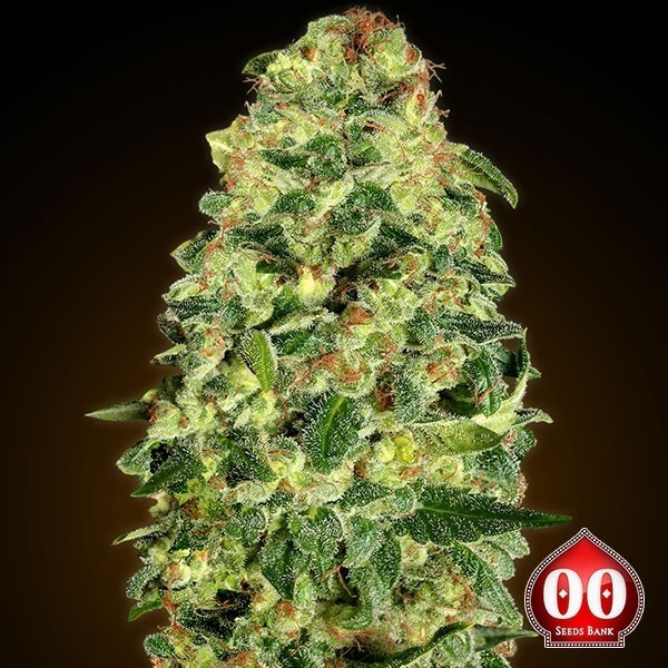 View Automóvel Califórnia Planta de maconha Kush