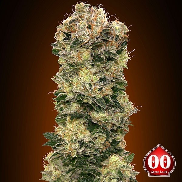 View Auto Sweet Soma planta de maconha