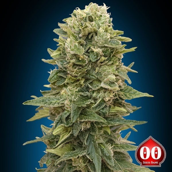 Planta de maconha de massa afegã