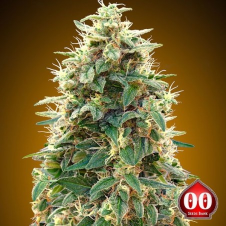 Automática 00 Planta de maconha de queijo