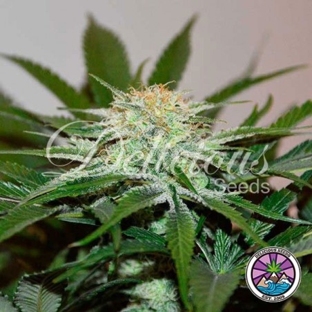 Planta de maconha Descojack