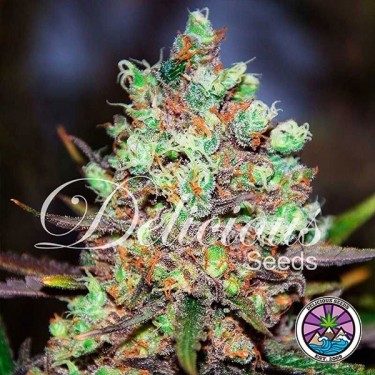 Algodão Planta de maconha doce Kush