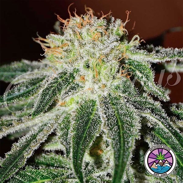 View Planta de maconha russa preta