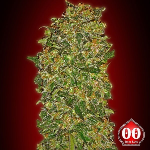 View Chocolate Kush planta de maconha