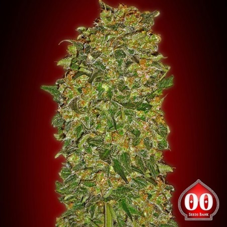 Chocolate Kush planta de maconha