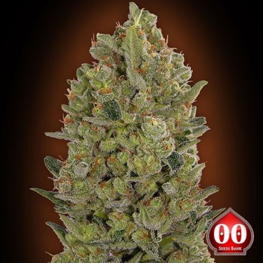 View 00:00 Planta de maconha de queijo