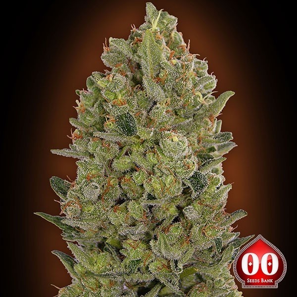 00:00 Planta de maconha de queijo