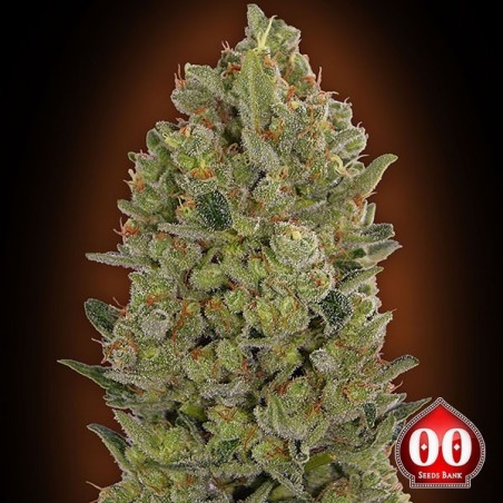 00:00 Planta de maconha de queijo
